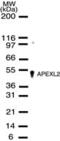 DNA-(apurinic or apyrimidinic site) lyase 2 antibody, PA1-41306, Invitrogen Antibodies, Western Blot image 