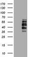 Dystrobrevin beta antibody, TA504332, Origene, Western Blot image 
