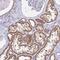 Zinc Finger Protein 483 antibody, PA5-63057, Invitrogen Antibodies, Immunohistochemistry paraffin image 