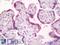 Human Chorionic gonadotrophin antibody, LS-B8636, Lifespan Biosciences, Immunohistochemistry frozen image 