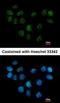 Structural Maintenance Of Chromosomes 1B antibody, orb69920, Biorbyt, Immunofluorescence image 