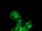 BAI1 Associated Protein 2 antibody, TA502981S, Origene, Immunofluorescence image 