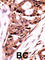 Serine/threonine-protein phosphatase 2B catalytic subunit beta isoform antibody, abx033965, Abbexa, Western Blot image 