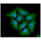 Cathepsin Z antibody, LS-B16348, Lifespan Biosciences, Immunofluorescence image 