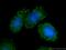 B-cell lymphoma 3 protein antibody, 23959-1-AP, Proteintech Group, Immunofluorescence image 