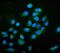Neural Cell Adhesion Molecule 1 antibody, A00184-4, Boster Biological Technology, Immunofluorescence image 