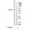 Regulator Of G Protein Signaling 14 antibody, PA5-50111, Invitrogen Antibodies, Western Blot image 