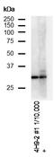 Dual adapter for phosphotyrosine and 3-phosphotyrosine and 3-phosphoinositide antibody, GTX633252, GeneTex, Western Blot image 