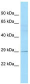 ELL Associated Factor 2 antibody, TA338035, Origene, Western Blot image 