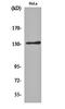 Integrin Subunit Alpha V antibody, orb161470, Biorbyt, Western Blot image 