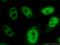 Hes Related Family BHLH Transcription Factor With YRPW Motif 2 antibody, 10597-1-AP, Proteintech Group, Immunofluorescence image 