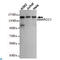 SWI/SNF Related, Matrix Associated, Actin Dependent Regulator Of Chromatin Subfamily C Member 1 antibody, LS-C814121, Lifespan Biosciences, Western Blot image 