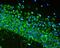 Ribosomal Protein S6 antibody, M01567, Boster Biological Technology, Immunofluorescence image 