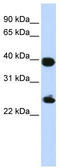 mH2A1 antibody, TA344390, Origene, Western Blot image 