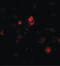 Succinate Dehydrogenase Complex Assembly Factor 1 antibody, LS-B8831, Lifespan Biosciences, Immunofluorescence image 