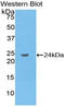 NTAL antibody, LS-C295157, Lifespan Biosciences, Western Blot image 