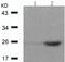 eIF4E antibody, TA323840, Origene, Western Blot image 
