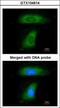 BLNK antibody, GTX104614, GeneTex, Immunofluorescence image 