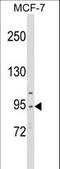 Cell division cycle 5-like protein antibody, LS-C168596, Lifespan Biosciences, Western Blot image 