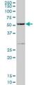 Protein Phosphatase 1 Regulatory Subunit 16A antibody, H00084988-B01P, Novus Biologicals, Western Blot image 