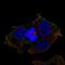 Lysophosphatidic Acid Receptor 6 antibody, NBP2-56353, Novus Biologicals, Immunofluorescence image 