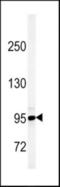 Lysine Demethylase 7A antibody, orb376194, Biorbyt, Western Blot image 
