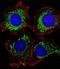Activin receptor type IIA antibody, orb167135, Biorbyt, Immunofluorescence image 