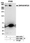 Zinc Finger Protein 638 antibody, A301-548A, Bethyl Labs, Immunoprecipitation image 