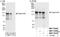 Angiomotin antibody, NBP1-78210, Novus Biologicals, Western Blot image 