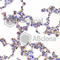 Nuclear Receptor Subfamily 5 Group A Member 2 antibody, A5766, ABclonal Technology, Immunohistochemistry paraffin image 
