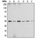 Annexin A2 antibody, LS-C351821, Lifespan Biosciences, Western Blot image 