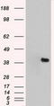 Mitogen-Activated Protein Kinase 1 antibody, TA500467S, Origene, Western Blot image 