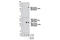 Malic enzyme 2 antibody, 12399S, Cell Signaling Technology, Western Blot image 