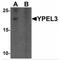 Yippee Like 3 antibody, MBS150953, MyBioSource, Western Blot image 