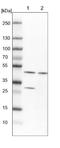 26S protease regulatory subunit 8 antibody, NBP1-87372, Novus Biologicals, Western Blot image 