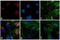 Rabbit IgG antibody, 31670, Invitrogen Antibodies, Immunofluorescence image 