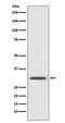 Annexin A5 antibody, M00744, Boster Biological Technology, Western Blot image 