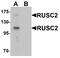 RUN And SH3 Domain Containing 2 antibody, A12113-1, Boster Biological Technology, Western Blot image 