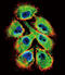 EPH Receptor B2 antibody, LS-C100283, Lifespan Biosciences, Immunofluorescence image 