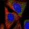 PDZ Domain Containing Ring Finger 3 antibody, NBP1-81441, Novus Biologicals, Immunofluorescence image 