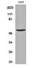 HMG-Box Transcription Factor 1 antibody, orb161283, Biorbyt, Western Blot image 