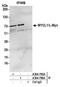 MYCL Proto-Oncogene, BHLH Transcription Factor antibody, A304-795A, Bethyl Labs, Immunoprecipitation image 