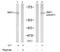 Structural Maintenance Of Chromosomes 1A antibody, AP02467PU-N, Origene, Western Blot image 
