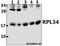 Ribosomal Protein L34 antibody, A08190-1, Boster Biological Technology, Western Blot image 