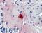 Mast cell protease 4 antibody, LS-B5958, Lifespan Biosciences, Immunohistochemistry paraffin image 