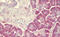 SEC62 Homolog, Preprotein Translocation Factor antibody, MBS248292, MyBioSource, Immunohistochemistry frozen image 