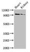 Vam6/Vps39-like protein antibody, LS-C680000, Lifespan Biosciences, Western Blot image 