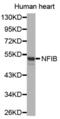 Nuclear Factor I B antibody, abx002360, Abbexa, Western Blot image 