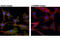 Akt antibody, 13038S, Cell Signaling Technology, Immunofluorescence image 