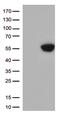 PD-L1 antibody, TA812994, Origene, Western Blot image 